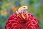 USA, Washington State, Sammamish. Albino red-eyed tree frog Art Print